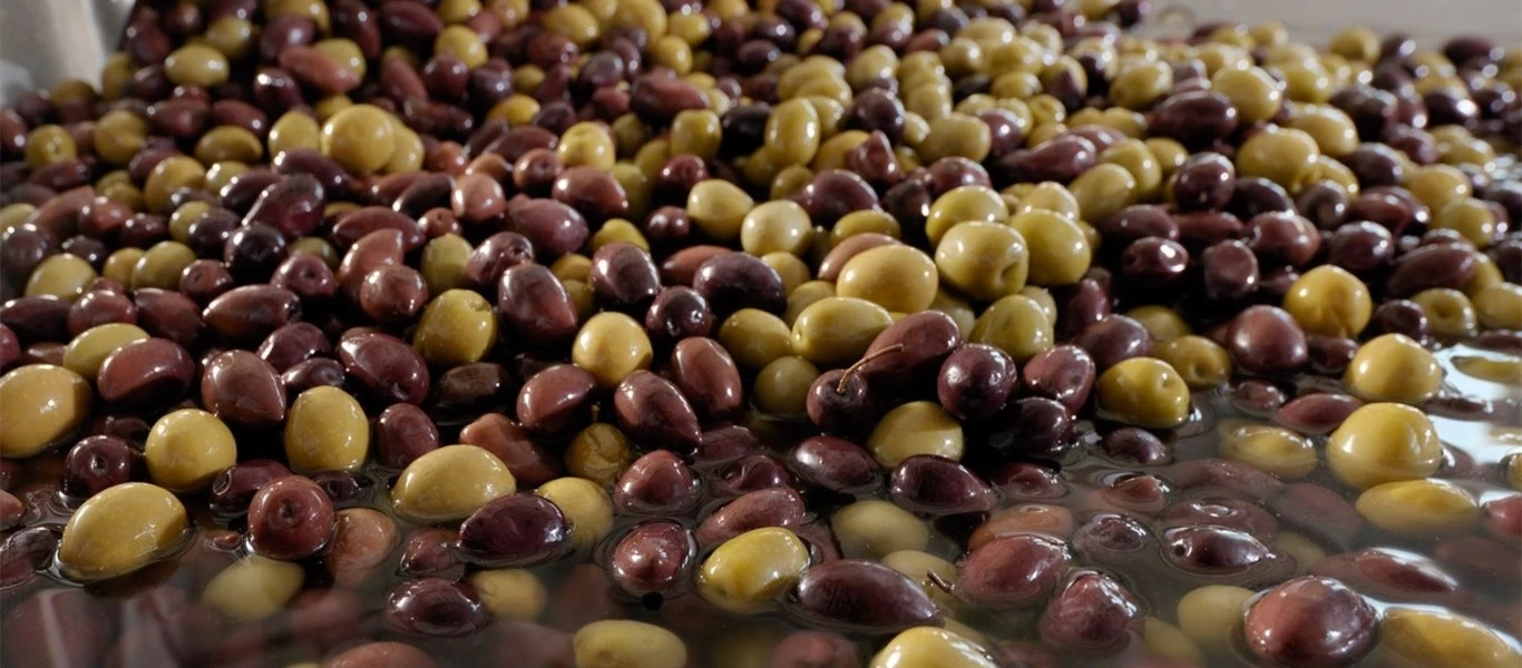 Εξετάζεται το ενδεχόμενο χαρακτηρισμού της ποικιλίας ελιάς Μανάκι ως προϊόν Π.Ο.Π.